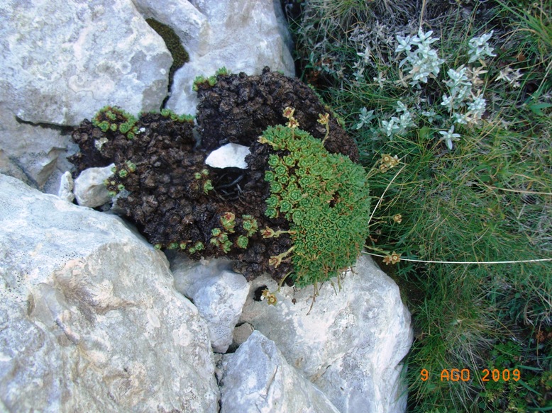 Monte Miletto - Saxifraga sp.